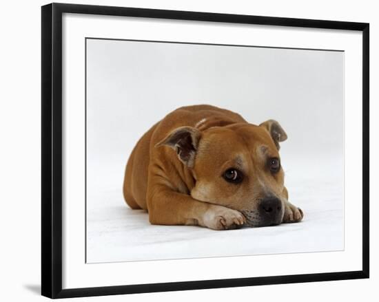 Red Staffordshire Bull Terrier Bitch, 3 Years Old, Lying with Head Down-Jane Burton-Framed Photographic Print