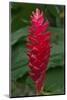Red stalk of tropical flower in Samoa.-Jerry Ginsberg-Mounted Photographic Print