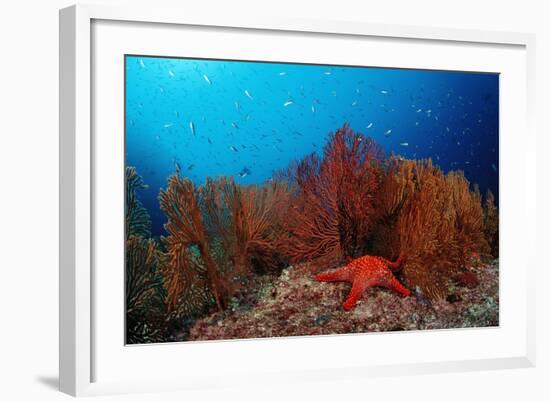 Red Starfish and Coral Reef, Asteroidea, Mexico, Sea of Cortez, Baja California, La Paz-Reinhard Dirscherl-Framed Photographic Print