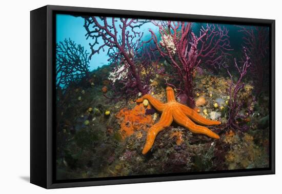 Red Starfish on a Coral Reef (Echinaster Sepositus), Cap De Creus, Costa Brava, Spain-Reinhard Dirscherl-Framed Premier Image Canvas