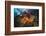 Red Starfish on a Coral Reef (Echinaster Sepositus), Cap De Creus, Costa Brava, Spain-Reinhard Dirscherl-Framed Photographic Print