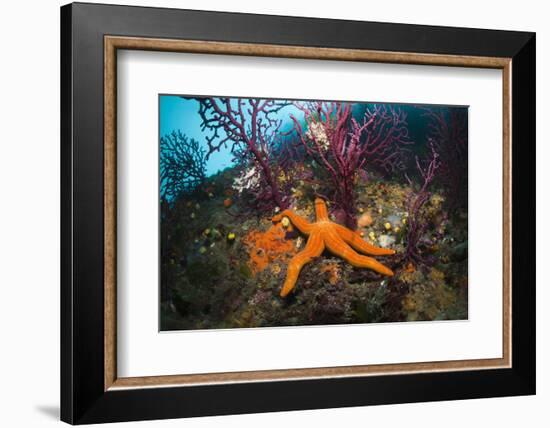 Red Starfish on a Coral Reef (Echinaster Sepositus), Cap De Creus, Costa Brava, Spain-Reinhard Dirscherl-Framed Photographic Print