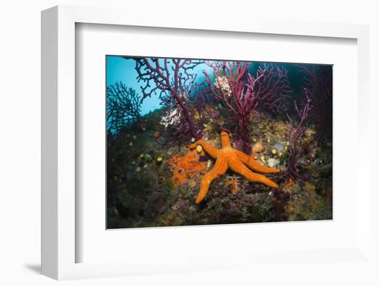 Red Starfish on a Coral Reef (Echinaster Sepositus), Cap De Creus, Costa Brava, Spain-Reinhard Dirscherl-Framed Photographic Print