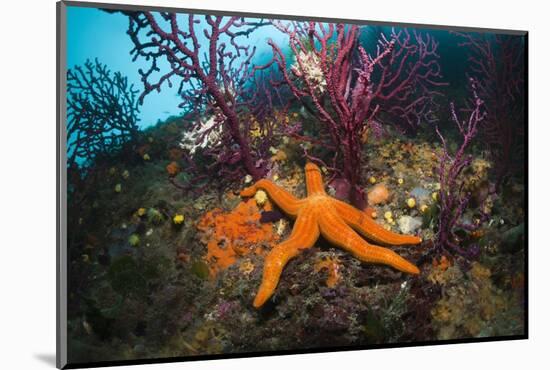 Red Starfish on a Coral Reef (Echinaster Sepositus), Cap De Creus, Costa Brava, Spain-Reinhard Dirscherl-Mounted Photographic Print