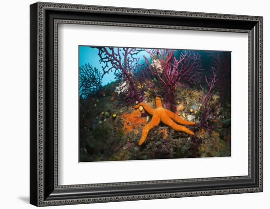 Red Starfish on a Coral Reef (Echinaster Sepositus), Cap De Creus, Costa Brava, Spain-Reinhard Dirscherl-Framed Photographic Print