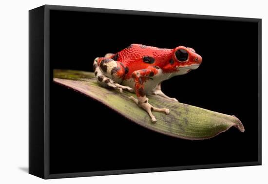 Red Strawberry Poison Dart Frog, Oophaga Pumilio from the Bocas Del Toro Archipelago in Panama. Mor-kikkerdirk-Framed Premier Image Canvas