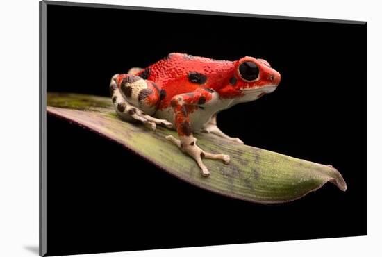 Red Strawberry Poison Dart Frog, Oophaga Pumilio from the Bocas Del Toro Archipelago in Panama. Mor-kikkerdirk-Mounted Photographic Print