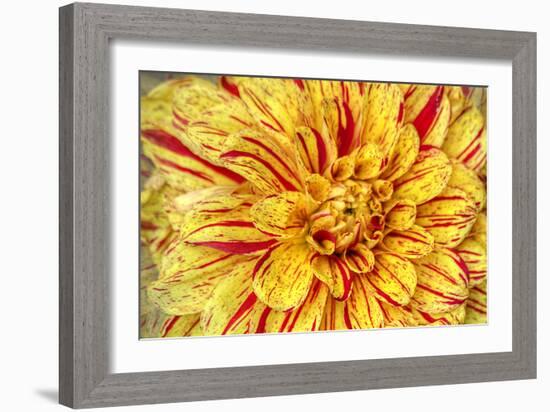 Red Striped Dahlia-George Johnson-Framed Photographic Print