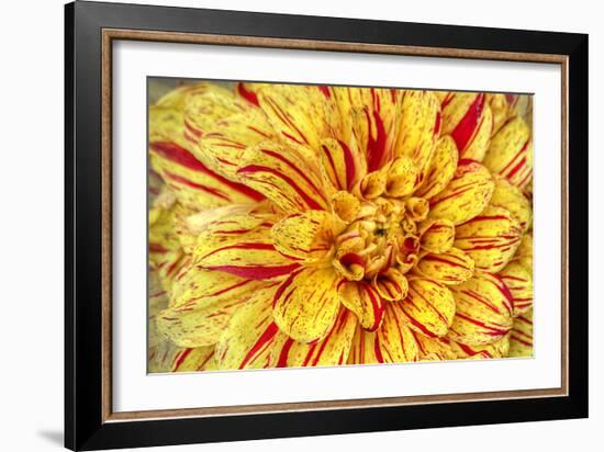 Red Striped Dahlia-George Johnson-Framed Photographic Print