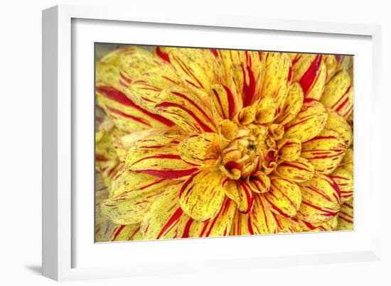 Red Striped Dahlia-George Johnson-Framed Photographic Print