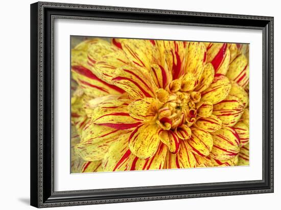 Red Striped Dahlia-George Johnson-Framed Photographic Print