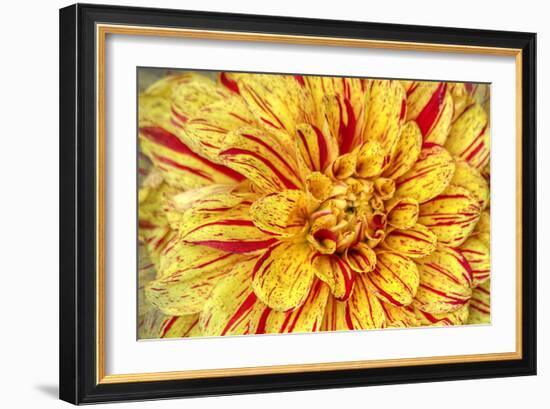 Red Striped Dahlia-George Johnson-Framed Photographic Print