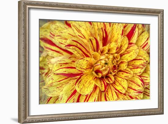 Red Striped Dahlia-George Johnson-Framed Photographic Print