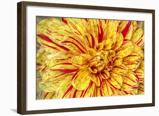 Red Striped Dahlia-George Johnson-Framed Photographic Print