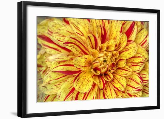 Red Striped Dahlia-George Johnson-Framed Photographic Print