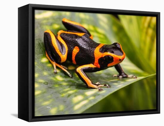 Red Striped Poison Dart Frog-kikkerdirk-Framed Premier Image Canvas