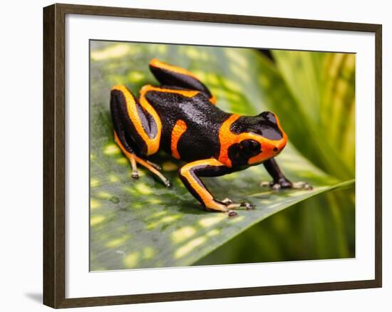 Red Striped Poison Dart Frog-kikkerdirk-Framed Photographic Print