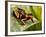 Red Striped Poison Dart Frog-kikkerdirk-Framed Photographic Print