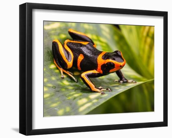 Red Striped Poison Dart Frog-kikkerdirk-Framed Photographic Print