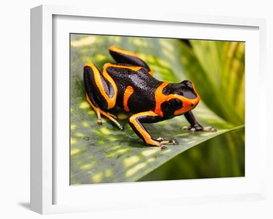 Red Striped Poison Dart Frog-kikkerdirk-Framed Photographic Print