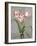 Red-Striped Tulips-John Zaccheo-Framed Giclee Print