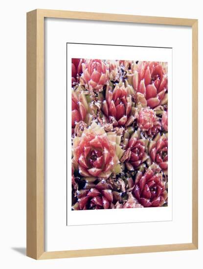 Red Succulents New Born 1-Urban Epiphany-Framed Art Print