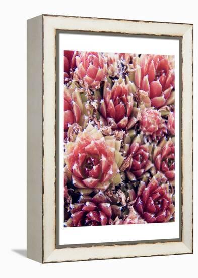 Red Succulents New Born 1-Urban Epiphany-Framed Stretched Canvas