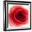 Red Summer Petals-Katja Marzahn-Framed Giclee Print