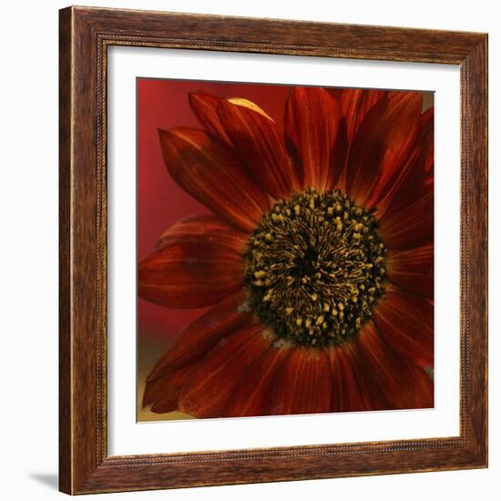 Red Sunflower Close-up-Anna Miller-Framed Photographic Print