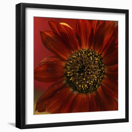 Red Sunflower Close-up-Anna Miller-Framed Photographic Print