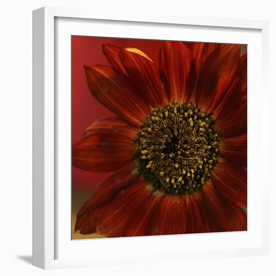 Red Sunflower Close-up-Anna Miller-Framed Photographic Print