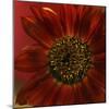 Red Sunflower Close-up-Anna Miller-Mounted Photographic Print