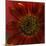Red Sunflower Close-up-Anna Miller-Mounted Photographic Print