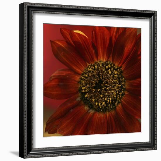 Red Sunflower Close-up-Anna Miller-Framed Photographic Print