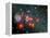 Red Super Giant Cluster-Stocktrek Images-Framed Premier Image Canvas