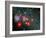 Red Super Giant Cluster-Stocktrek Images-Framed Photographic Print