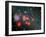 Red Super Giant Cluster-Stocktrek Images-Framed Photographic Print