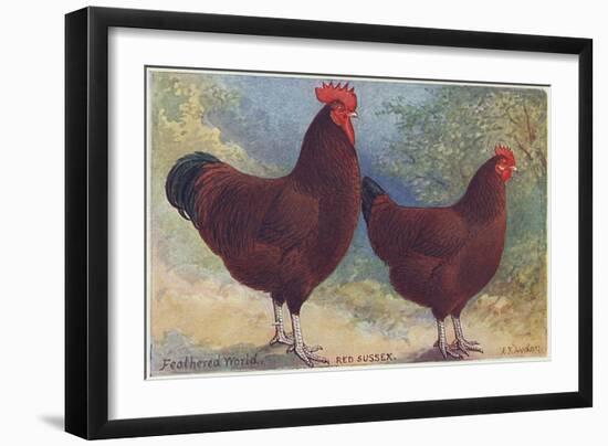 Red Sussex Poultry-AF Lydon-Framed Art Print