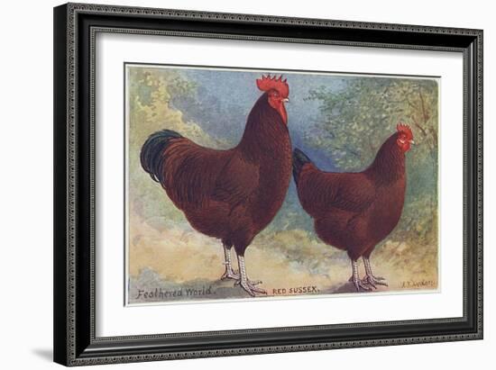 Red Sussex Poultry-AF Lydon-Framed Art Print