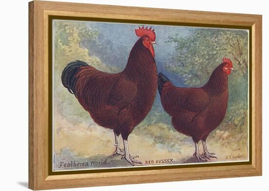 Red Sussex Poultry-AF Lydon-Framed Stretched Canvas