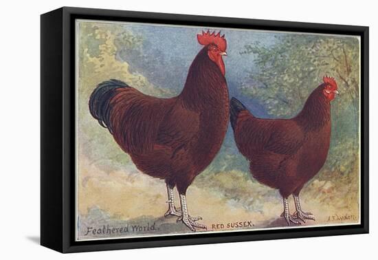 Red Sussex Poultry-AF Lydon-Framed Stretched Canvas
