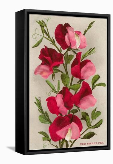 Red Sweet Peas-null-Framed Stretched Canvas