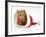 Red Tabby Kitten in a Father Christmas Hat-Jane Burton-Framed Photographic Print