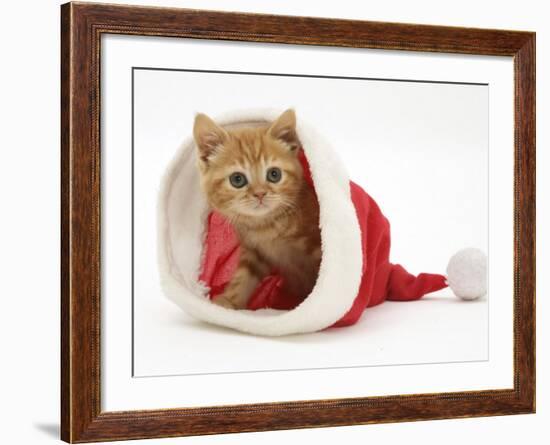 Red Tabby Kitten in a Father Christmas Hat-Jane Burton-Framed Photographic Print