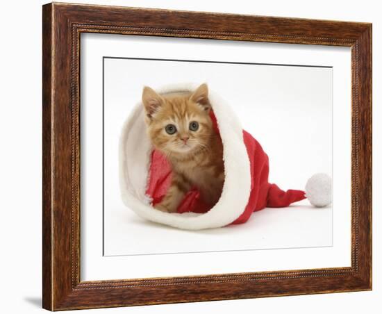 Red Tabby Kitten in a Father Christmas Hat-Jane Burton-Framed Photographic Print