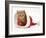 Red Tabby Kitten in a Father Christmas Hat-Jane Burton-Framed Photographic Print