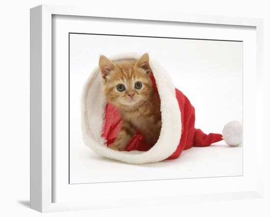 Red Tabby Kitten in a Father Christmas Hat-Jane Burton-Framed Photographic Print