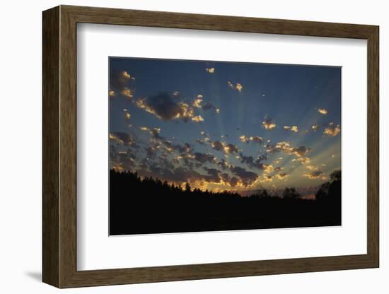 Red-Tail Hawk Sunset-Ken Archer-Framed Photographic Print