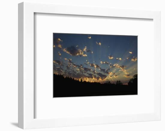 Red-Tail Hawk Sunset-Ken Archer-Framed Photographic Print