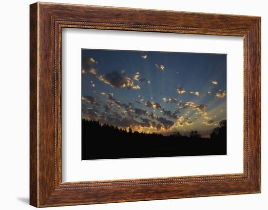 Red-Tail Hawk Sunset-Ken Archer-Framed Photographic Print